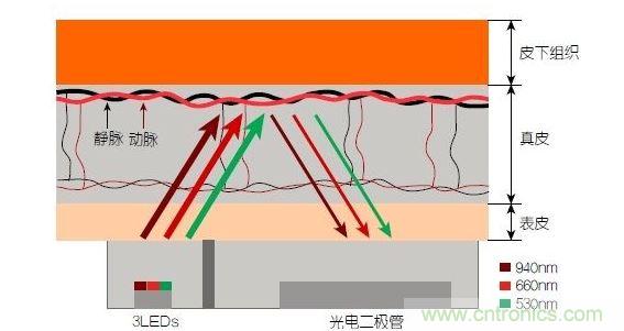 反射光脈搏測(cè)量原理。傳感器發(fā)出的光透過(guò)皮膚和組織，一部分被吸收，一部分被反射回檢測(cè)器。因?yàn)閯?dòng)脈中的血流量隨心臟的每次跳動(dòng)會(huì)有所變化，因此光線被吸收的量以及檢測(cè)器收到的信號(hào)強(qiáng)度也會(huì)隨之發(fā)生改變。綠光可以在手腕處提供最佳結(jié)果，而紅光和紅外光一般用于手指測(cè)量。 8