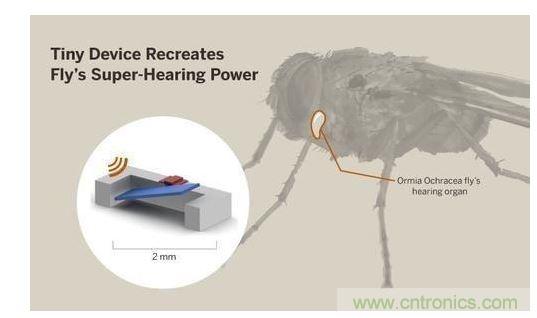 顯示研究人員們經由這種寄生蠅的聲音處理機制啟發，開發出一款低功耗的麥克風組件。