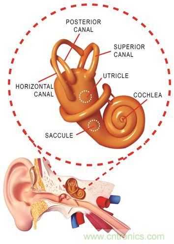 圖1. 人體平衡和聽力是內耳中復雜平衡器官的一部分。