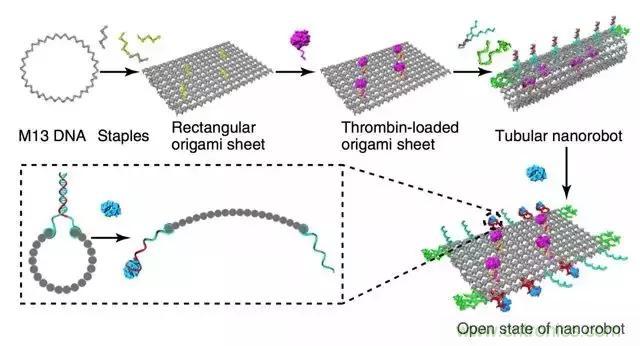 中美科學家聯手，用DNA納米機器人殺死癌細胞