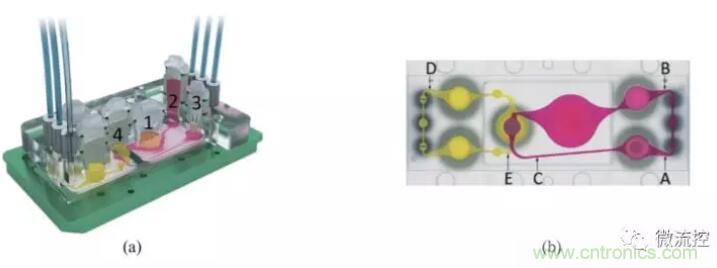 多器官微流控芯片技術及其應用